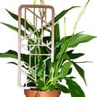 Podpora do roślin Ramka – minimalistyczny trellis do doniczki (1)