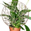 Podpora do roślin Mandala – dekoracyjny trellis do doniczki (2)