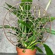 Podpora do roślin Mandala – dekoracyjny trellis do doniczki (3)